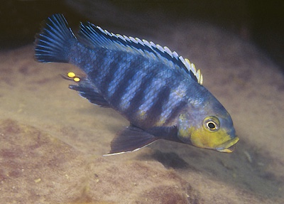 Petrotilapia genalutea 'Makokola Reef'